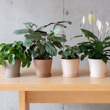 beige planter