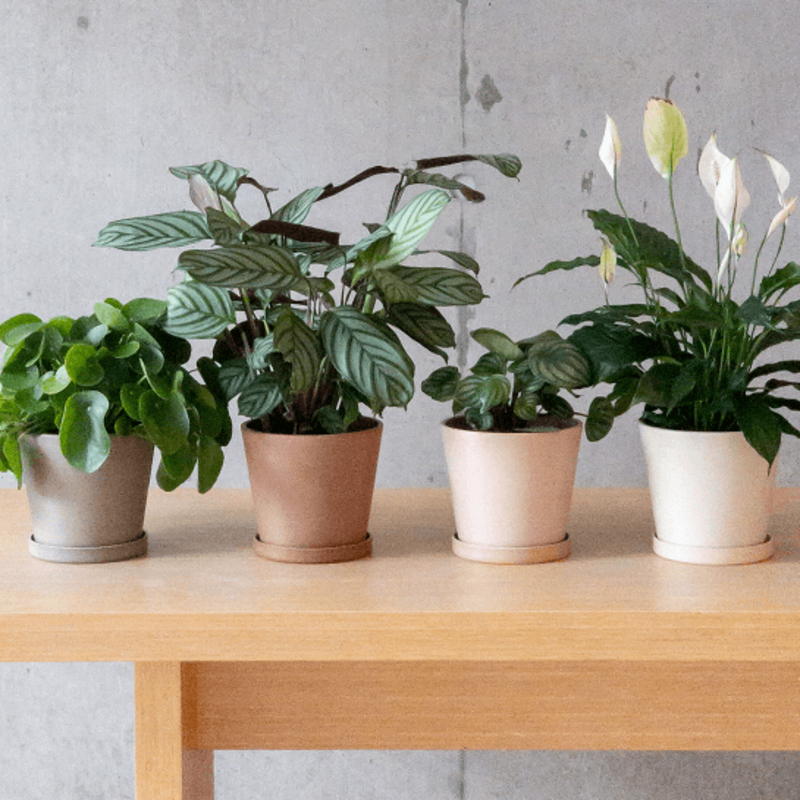 beige planter