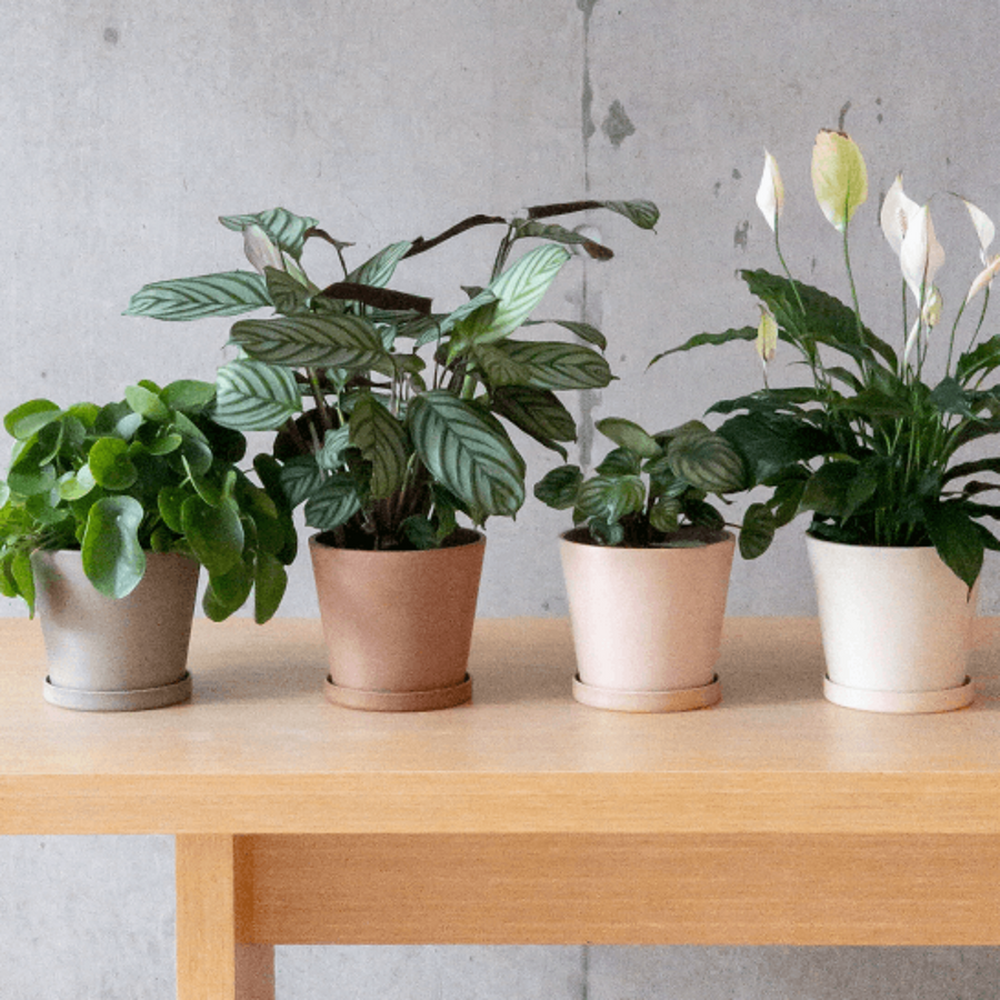 terra planter