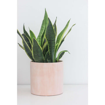 terracotta planter